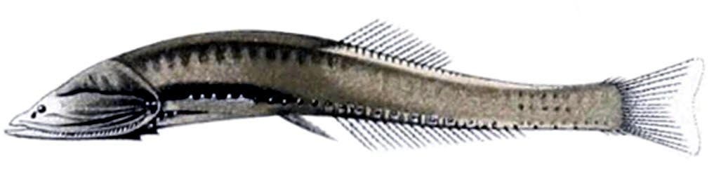 Cyclothone acclinidens_01.jpg